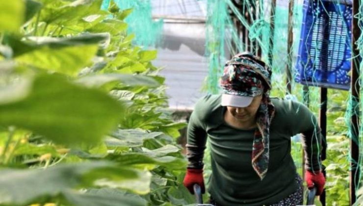 Günlük yevmiye 666 TL! Çalıştıracak elaman bulamıyorlar… “750 TL dahi verenler var”