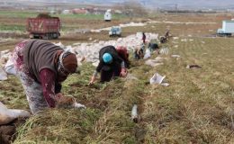 Kadınlar elleri ile söküyor, dünya pazarına satılıyor! Rengi ve aroması ile emsali yok! Yılda 500 bin üretim…