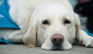 Sokak köpekleri için barınak ve çip vurgusu