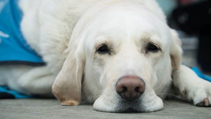 Sokak köpekleri için barınak ve çip vurgusu