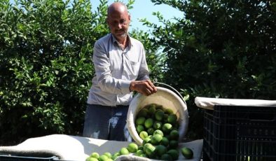 Adanalı çiftçiler teyakkuzda: Akdeniz meyve sineğinden daha tehlikeli! ‘Ülkemize girerse 5 yılda bahçeleri kaybederiz’