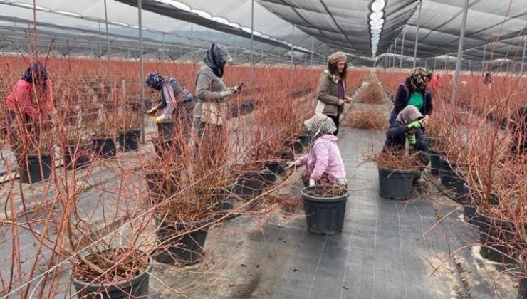 Kurumsal hayatı bıraktı, Manisa’da bir ilke imza attı: 55 ton üretim…